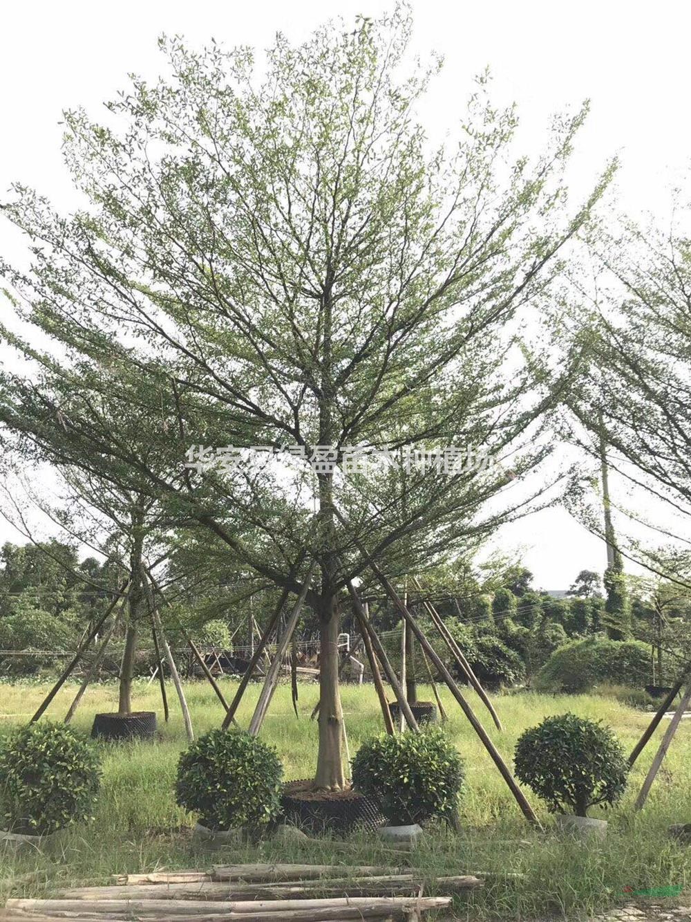 福建供應小葉欖仁規格齊全