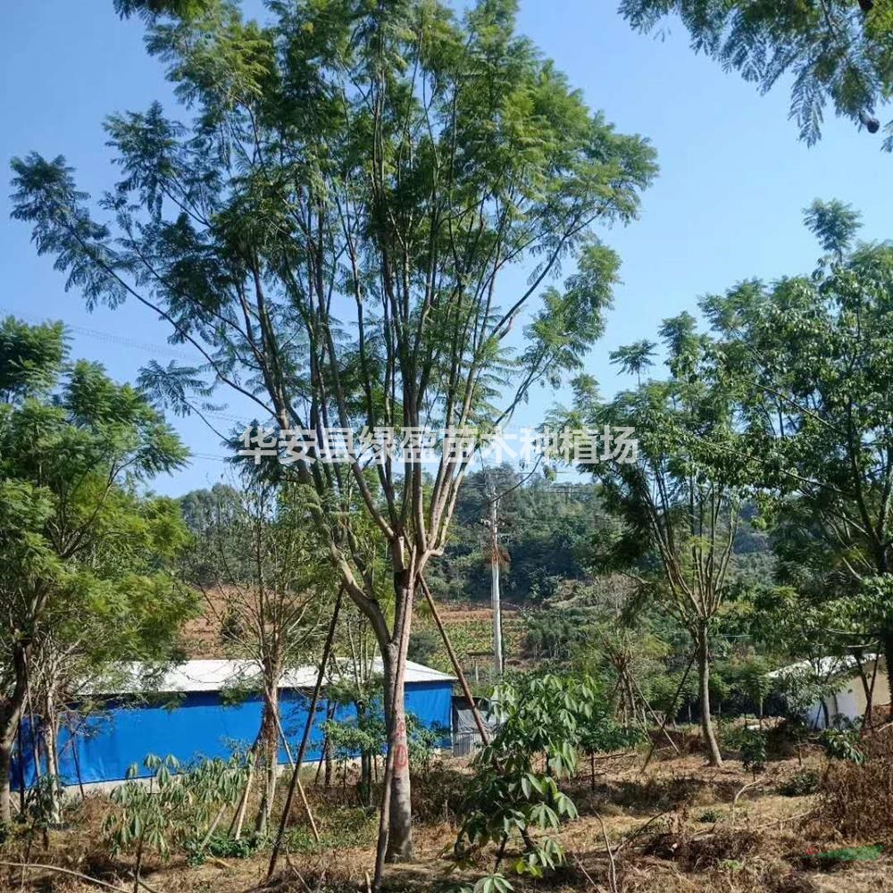優(yōu)質(zhì)特價藍花楹產(chǎn)地直銷 價格實惠