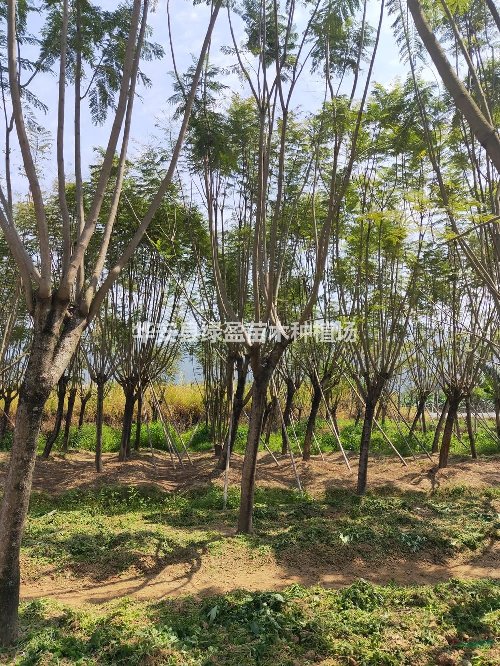 2021年福建藍(lán)花楹新報(bào)價(jià)