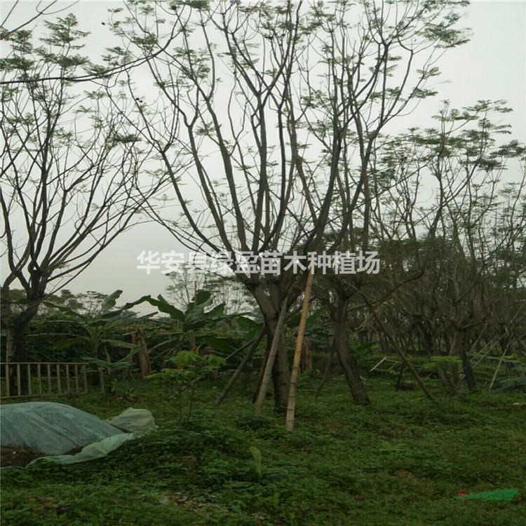 2021年福建藍(lán)花楹新報(bào)價(jià)