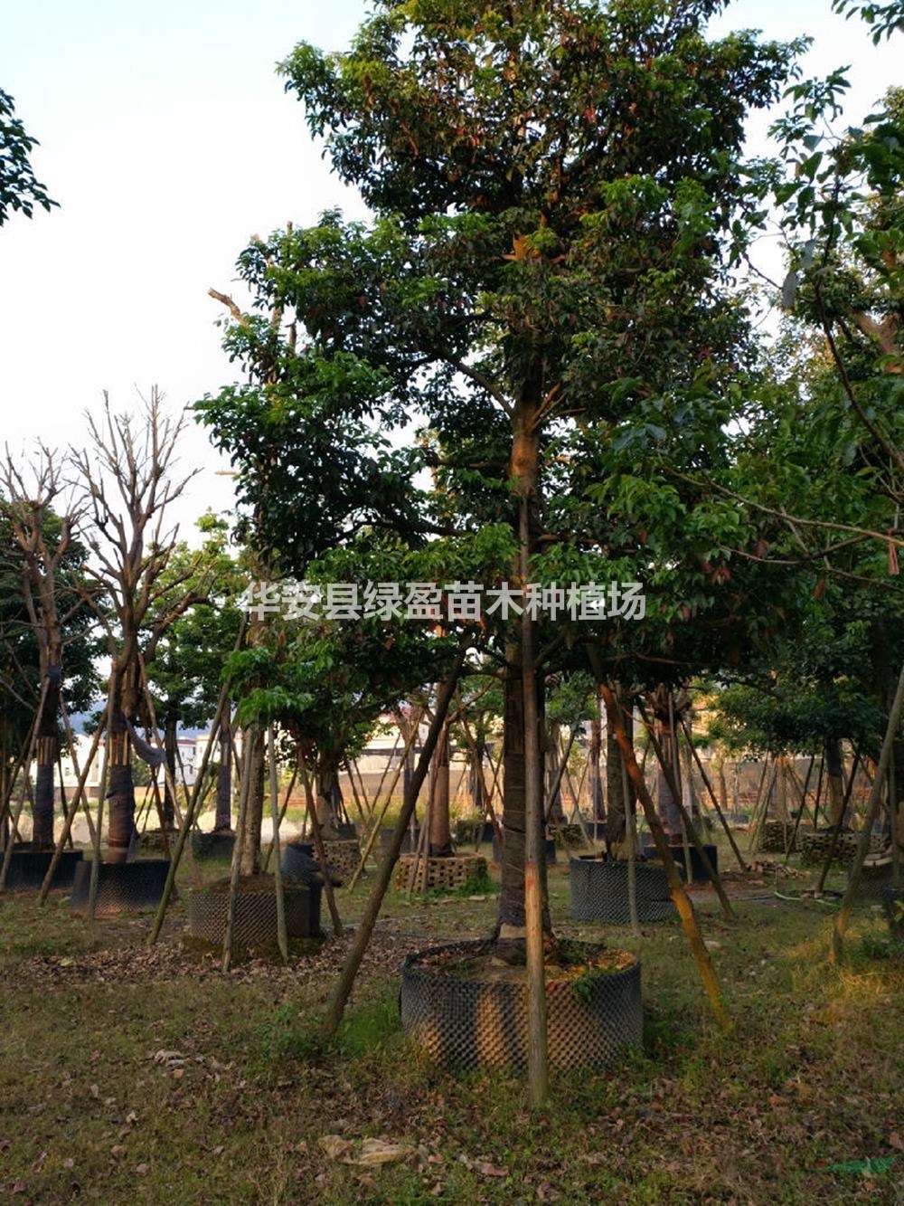 秋楓12公分圖片/秋楓18公分報價