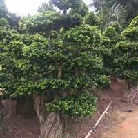 福建供應榕樹 高度.2米8米 冠幅1.2 米1.8 米頭經25.公分50公分規格*