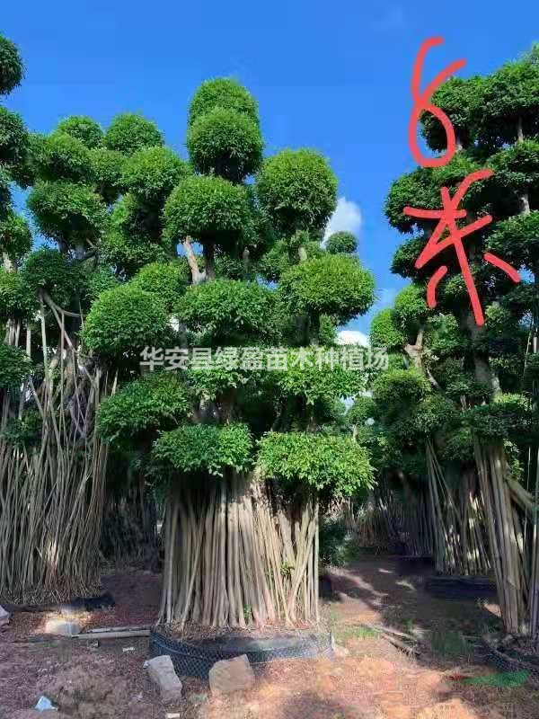 福建供應榕樹(shù)高度 規格齊全