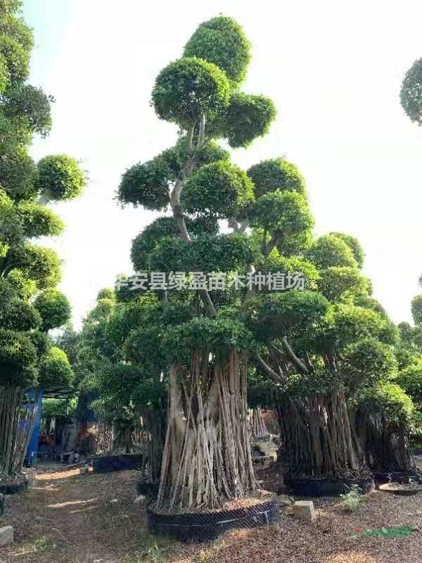 福建供應榕樹(shù)高度 規格齊全