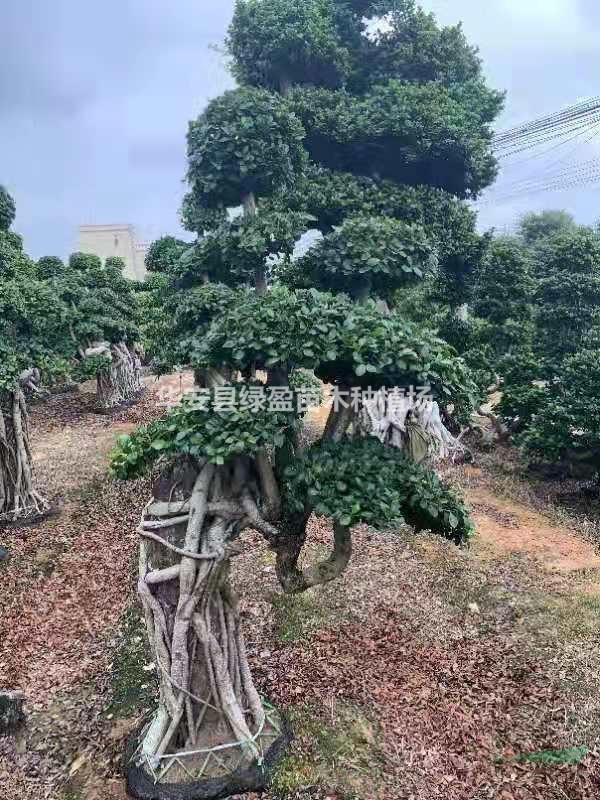 大小規(guī)格造型榕樹盆景 基地