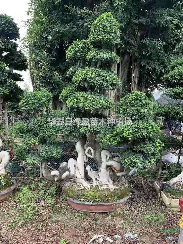 大小規(guī)格造型榕樹盆景 基地
