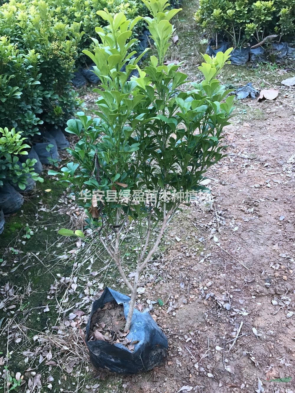 大小規(guī)格高度30公分米蘭基地