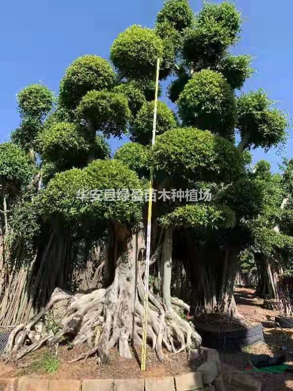 福建供應(yīng)造型榕樹盆景規(guī)格齊全 量大從優(yōu)