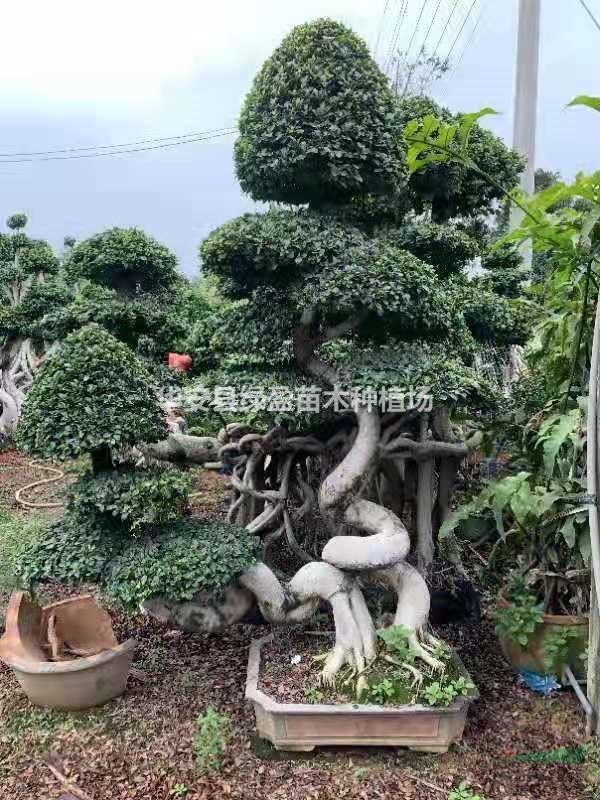 福建供應(yīng)造型榕樹盆景規(guī)格齊全 量大從優(yōu)