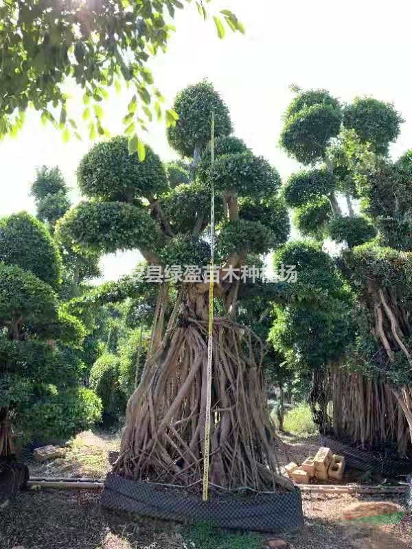 福建[產(chǎn)品]/福建造型榕樹盆景價格/報價
