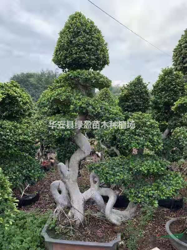 福建[產(chǎn)品]/福建造型榕樹盆景價格/報價