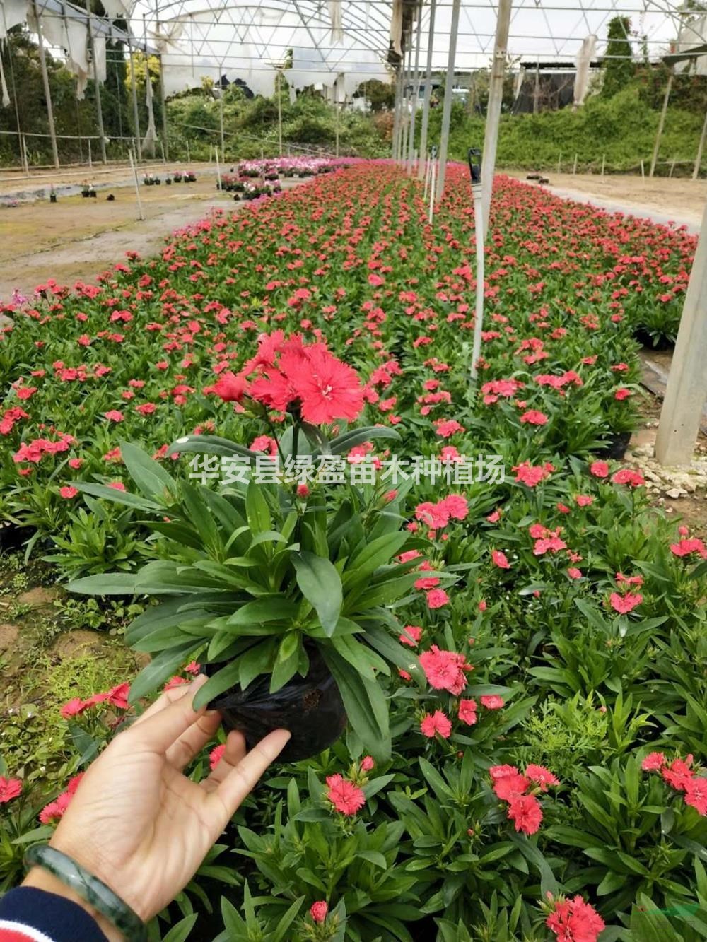 福建時花介紹/特征/用途