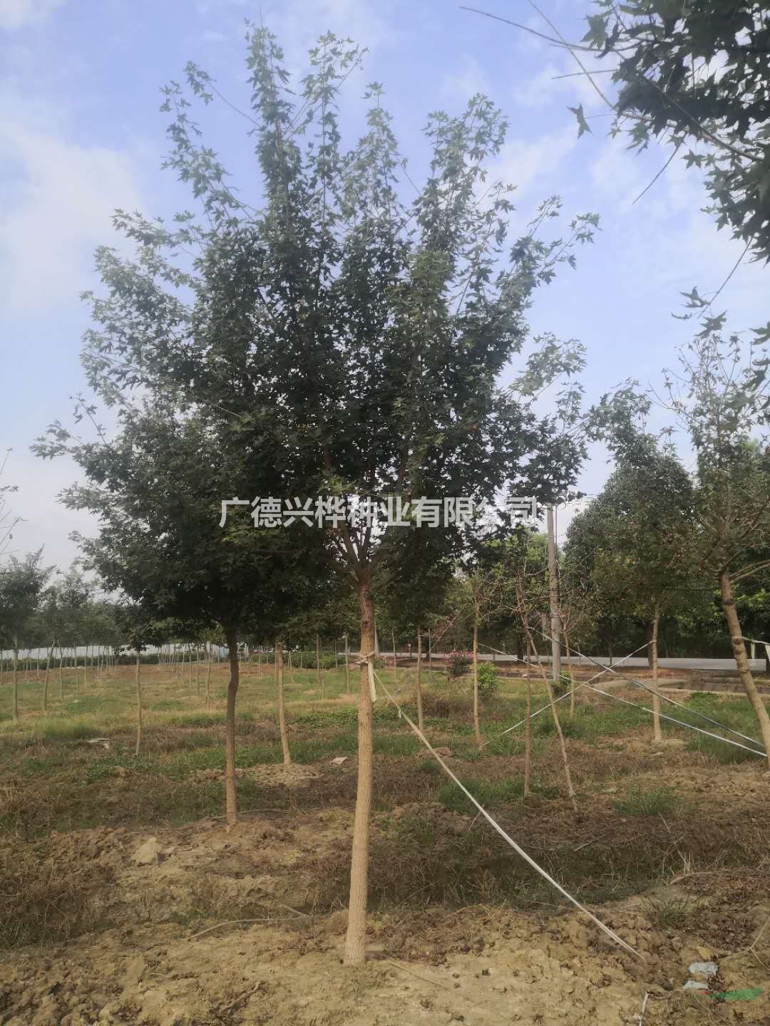 供应4-6分五角枫