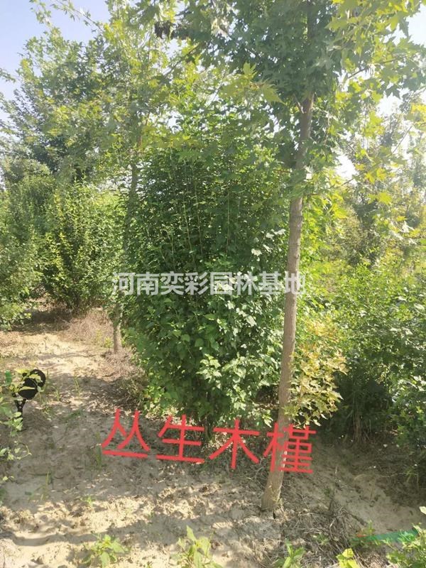 河南叢生木槿價格優(yōu)惠/河南鄢陵叢生木槿低價銷售