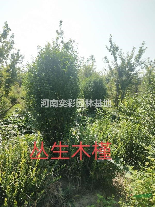 河南叢生木槿價格優(yōu)惠/河南鄢陵叢生木槿低價銷售