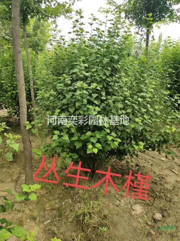 河南叢生木槿行情報價/河南鄢陵叢生木槿圖片展示