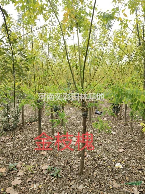 河南金枝槐圖片展示/河南鄢陵精致化行情報價