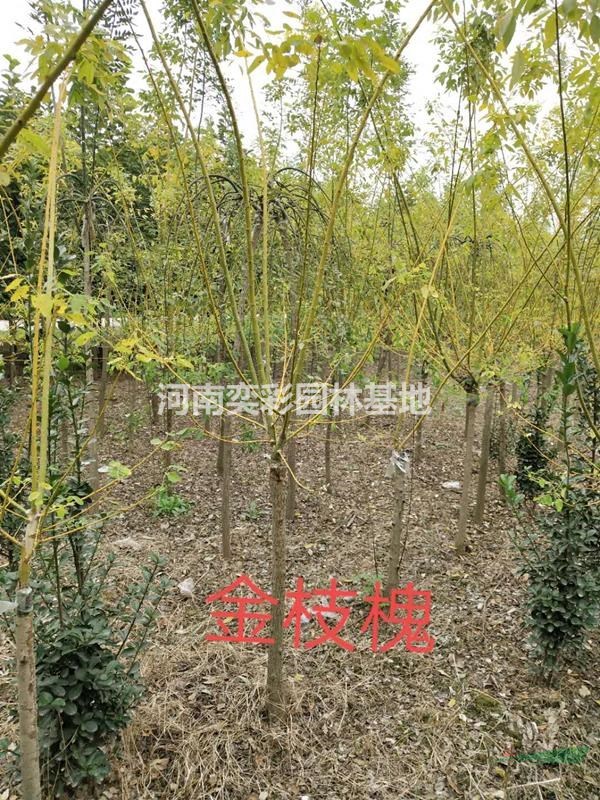 河南金枝槐圖片展示/河南鄢陵精致化行情報價