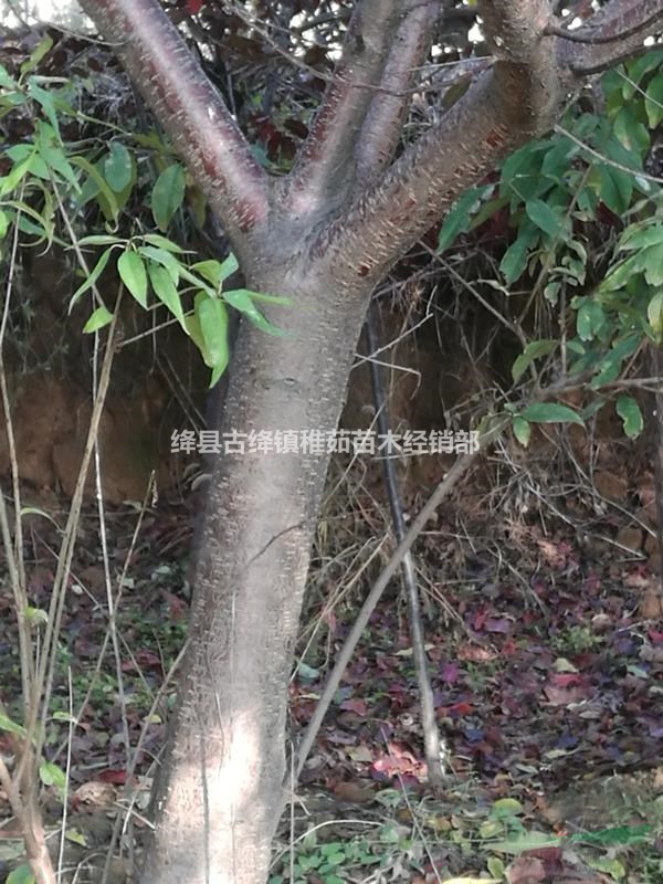 15公分桃樹價(jià)格_出售15公分桃樹_占地綠化15公分桃樹