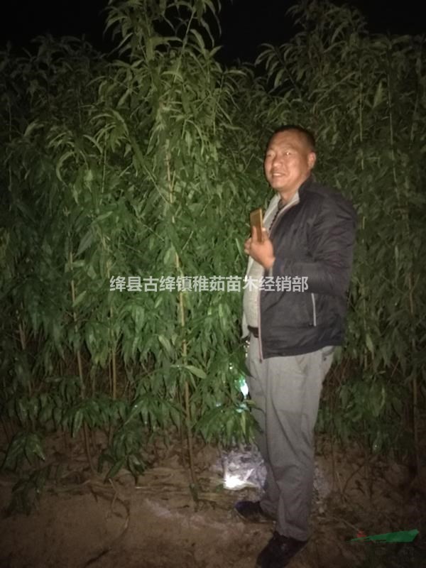 15公分桃樹價(jià)格_出售15公分桃樹_占地綠化15公分桃樹