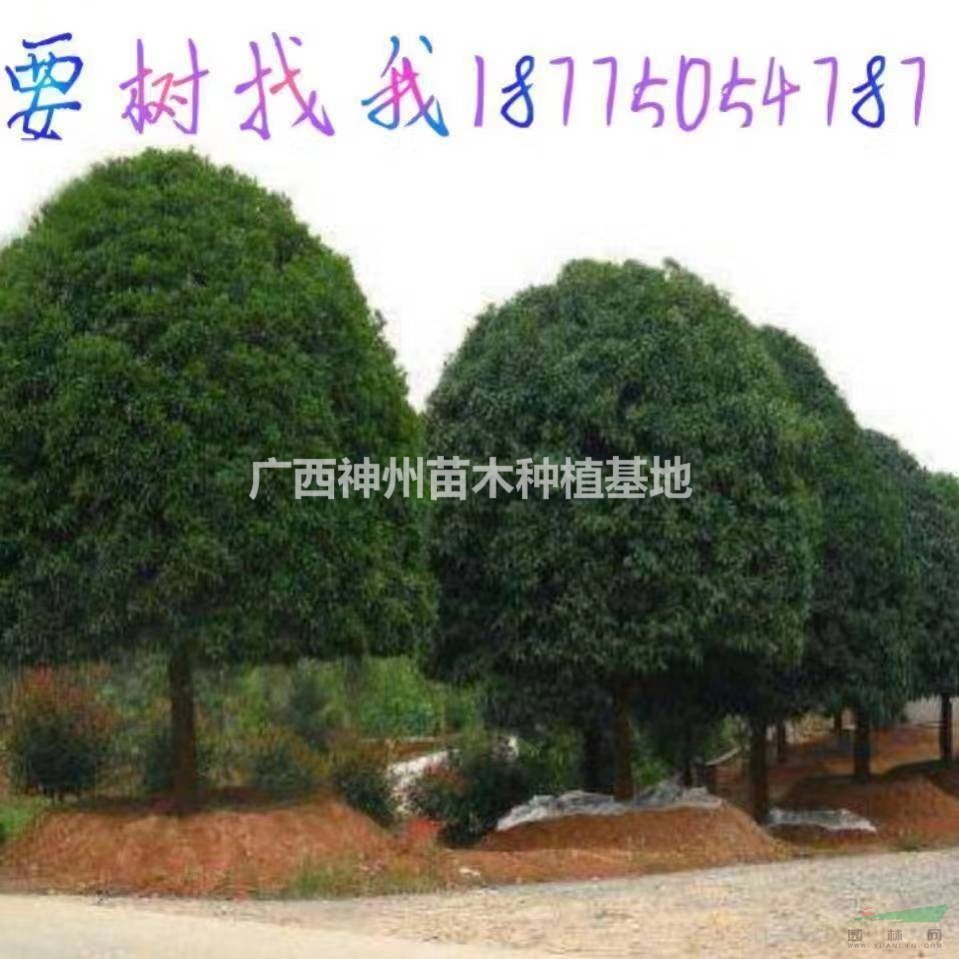 桂花树8公分12公分15公分18公分30公分大量出售