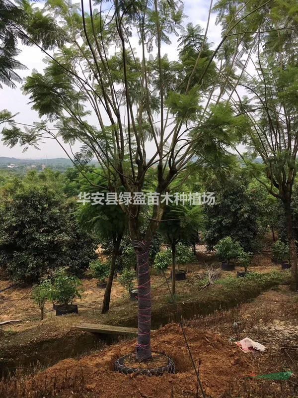 28公分藍(lán)花楹