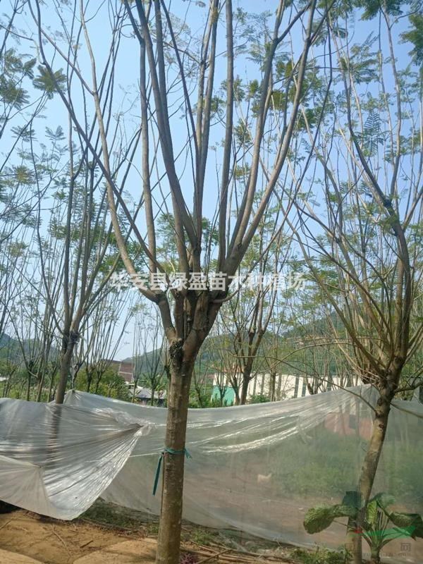 28公分藍(lán)花楹