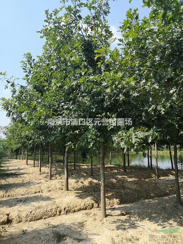 公司正宗娜塔櫟開賣，12公分13公分大量出圃，15公分價(jià)格