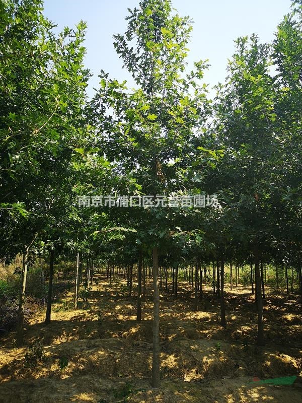 公司正宗娜塔櫟開賣，12公分13公分大量出圃，15公分價(jià)格