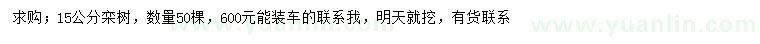 求購15公分欒樹