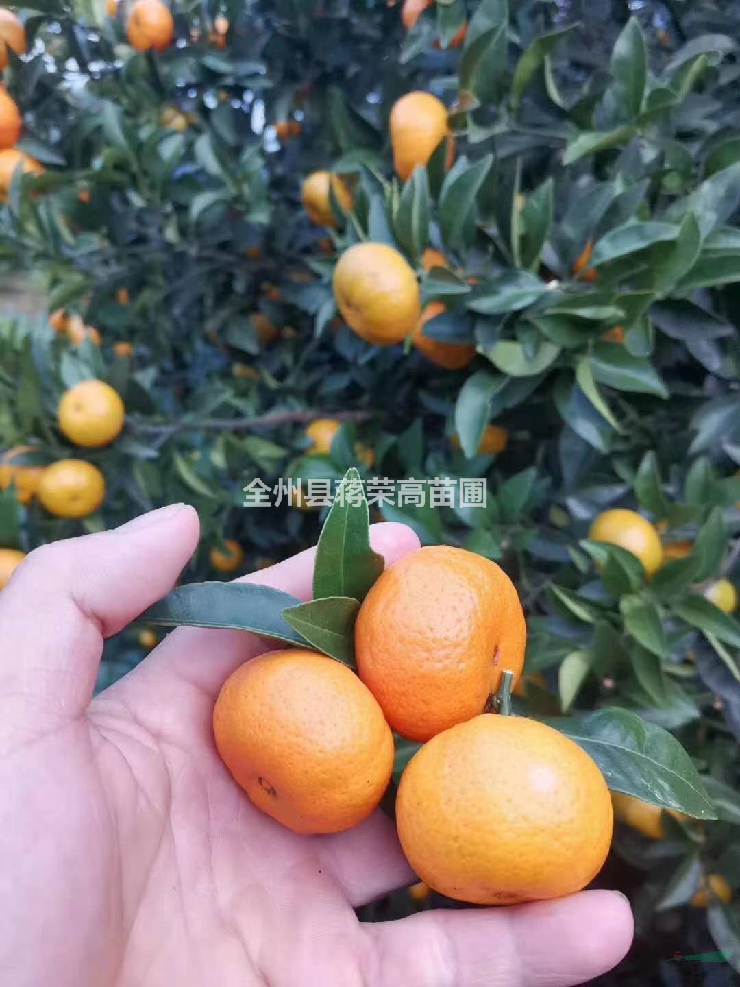 廣西桂林棉桔行情報(bào)價(jià)/廣西桂林棉桔圖片展示