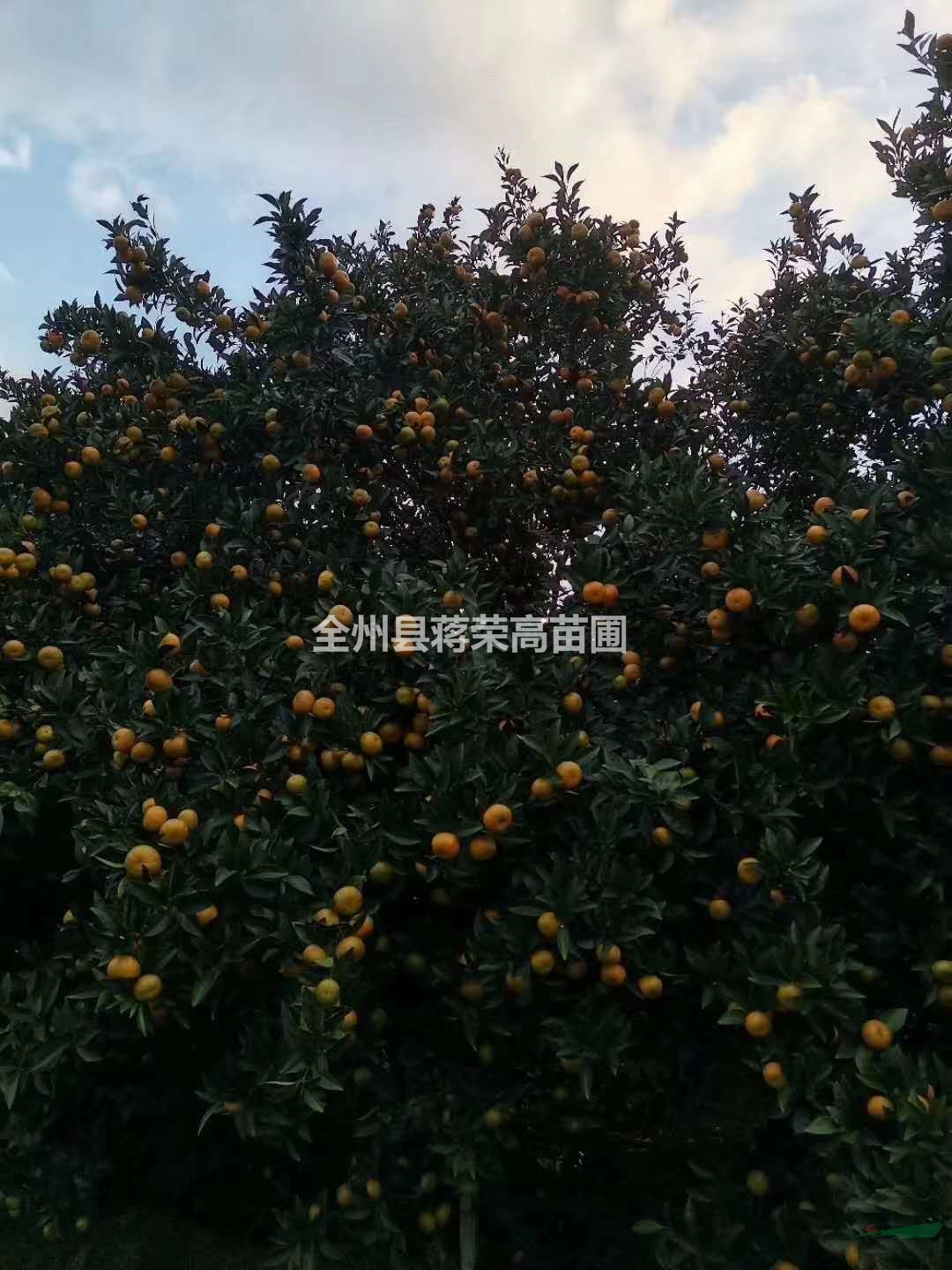 廣西桂林棉桔行情報(bào)價(jià)/廣西桂林棉桔圖片展示