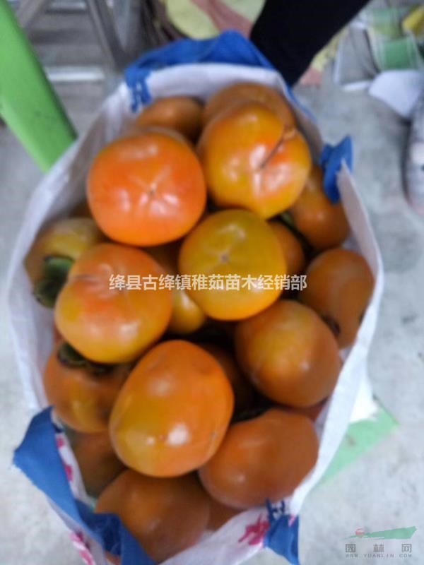 出售12公分柿子樹~13公分柿子樹~15公分柿子樹~量大