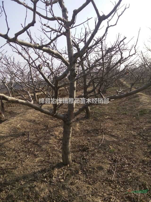 出售12公分山楂樹~13公分山楂樹~15公分山楂樹~量大