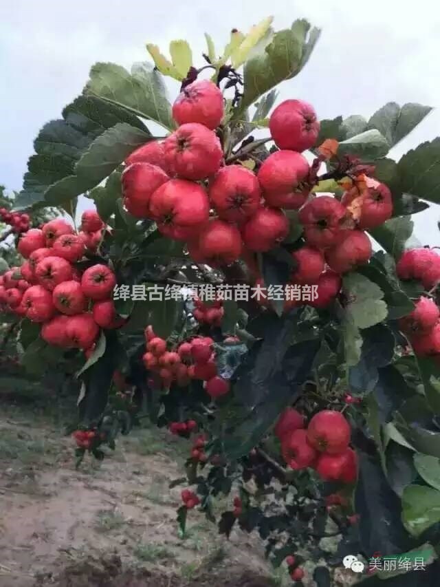出售12公分山楂樹~13公分山楂樹~15公分山楂樹~量大