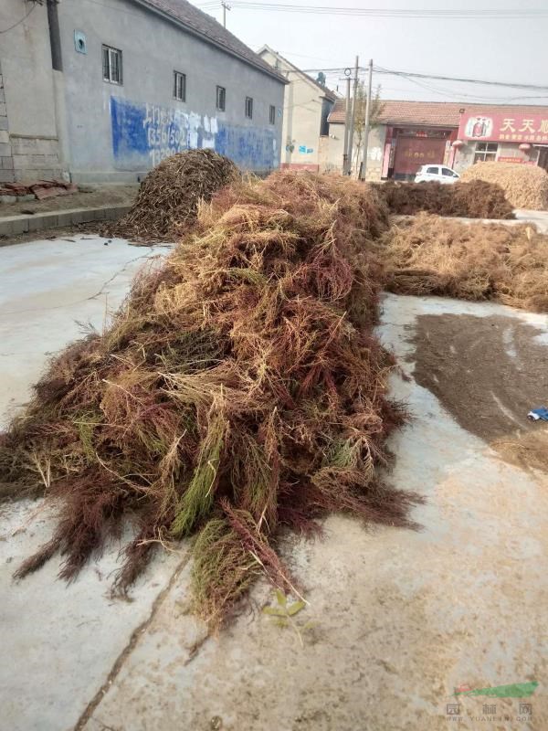 我處位于渤海之邊、盛產(chǎn)野生婆婆丁、茵陳(白蒿)以及堿蓬子，堿..