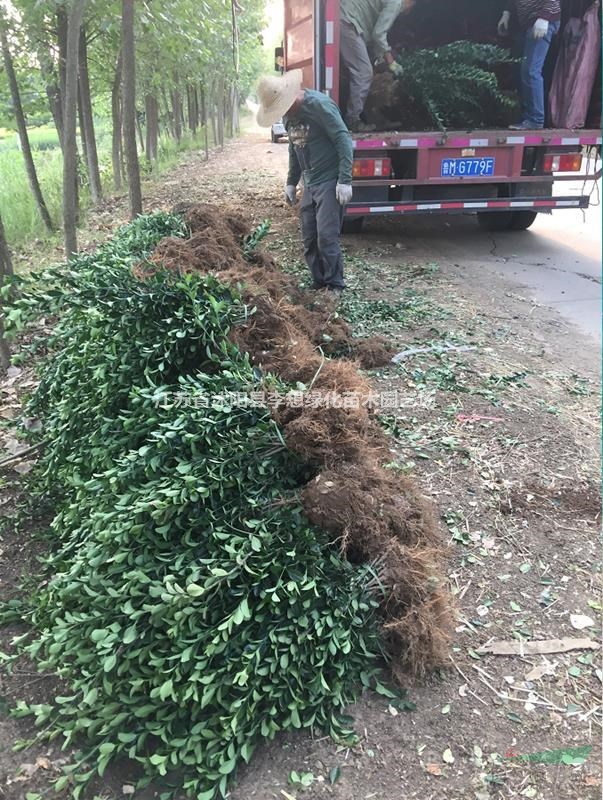 供應(yīng)大葉黃楊工程苗30-8公分高綠籬苗 大葉黃楊球基地