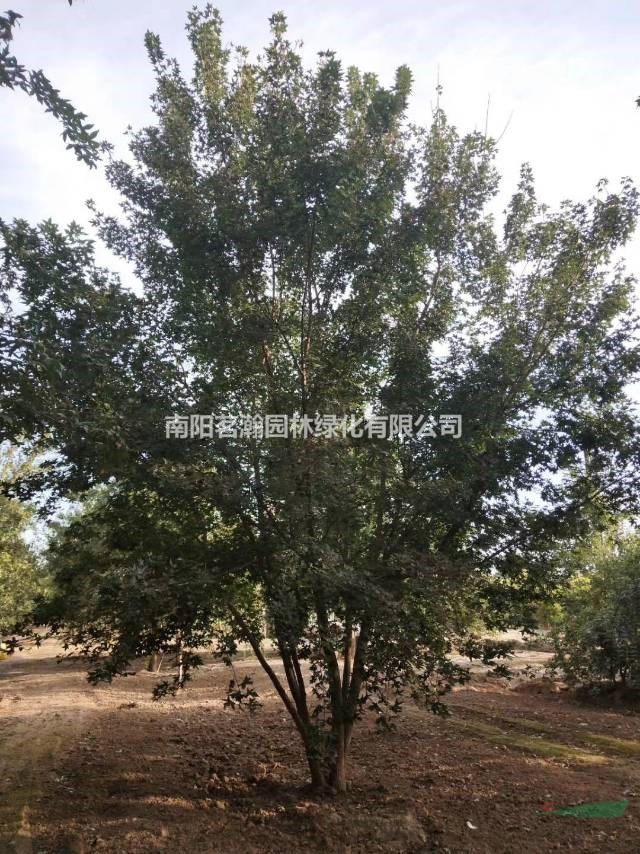 大量供应5-8米精品丛生五角枫