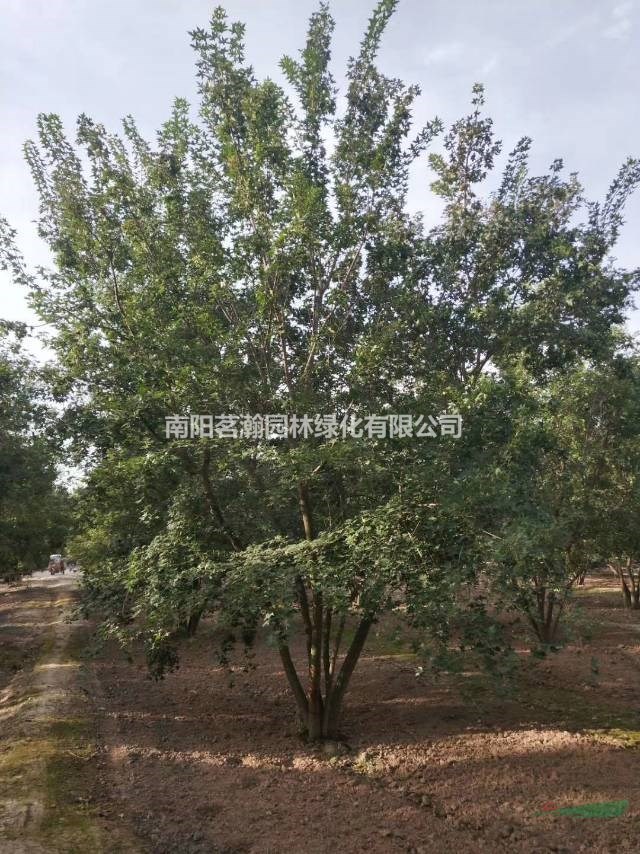 大量供应5-8米精品丛生五角枫