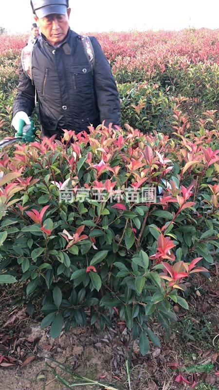 1/1.2/1.5/1.8/2/2.5米冠幅紅葉石楠球價(jià)格