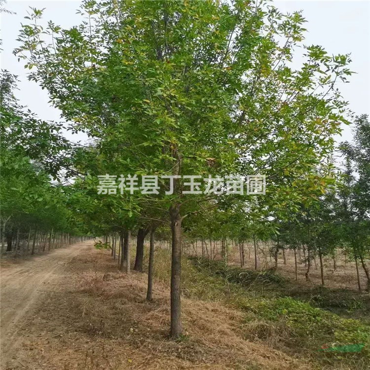  優(yōu)質(zhì)特價(jià)速生白蠟產(chǎn)地直銷 供應(yīng)12-25公分精品白蠟