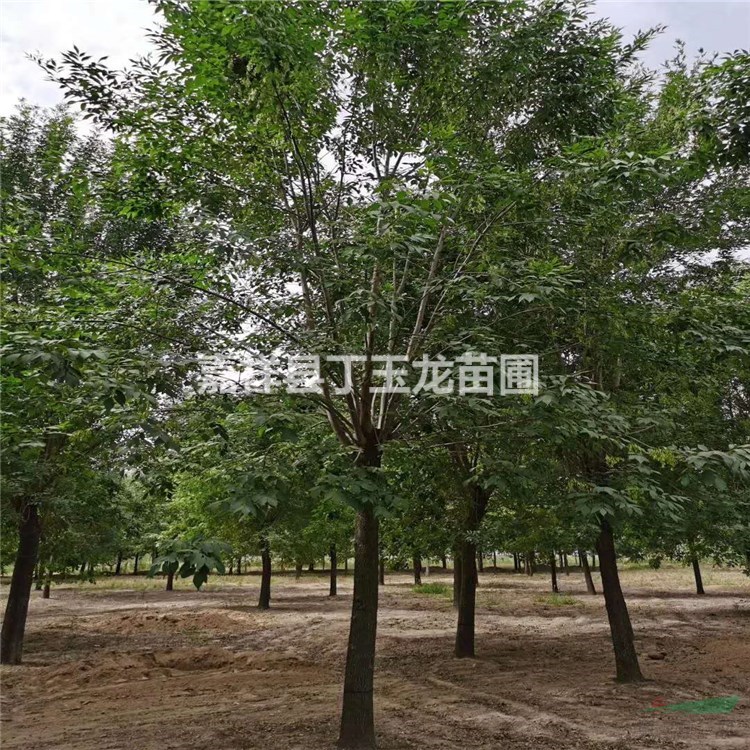  優(yōu)質(zhì)特價(jià)速生白蠟產(chǎn)地直銷 供應(yīng)12-25公分精品白蠟