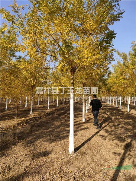10公分高桿金枝槐價(jià)格