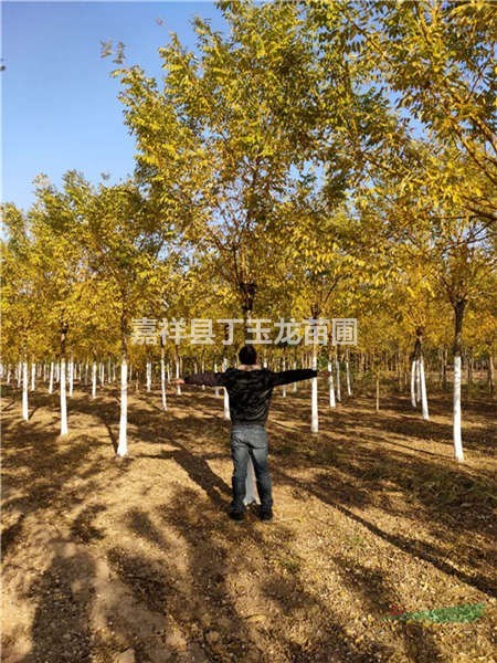 10公分高桿金枝槐價(jià)格
