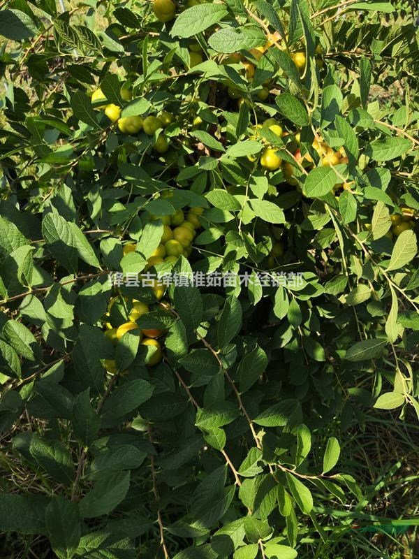 一年鈣果苗價格，二年鈣果苗價格優(yōu)惠，出售