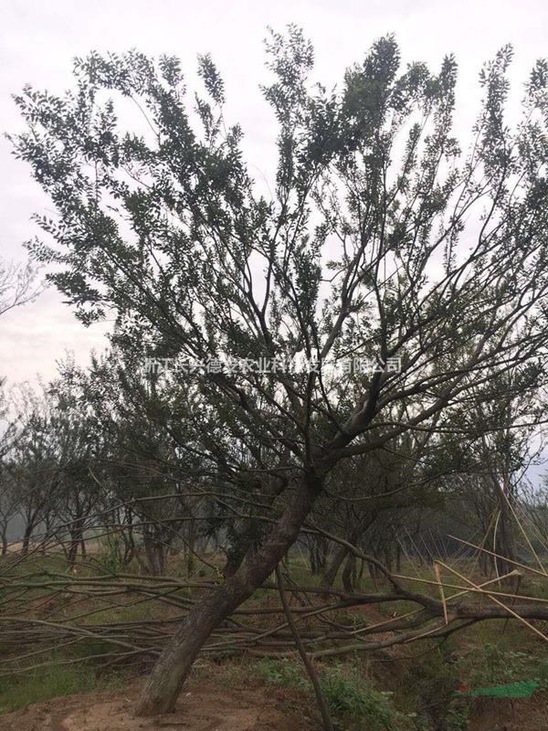 浙江湖州飘逸朴树苗圃直供/浙江弯朴树实地看苗