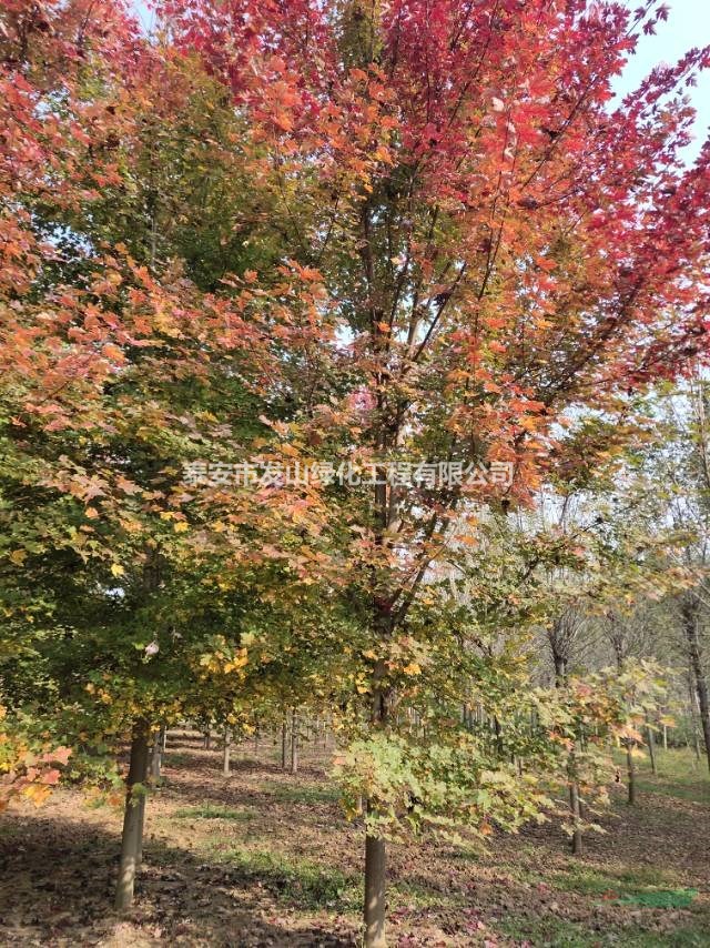 紅楓   美國紅楓秋火焰！
