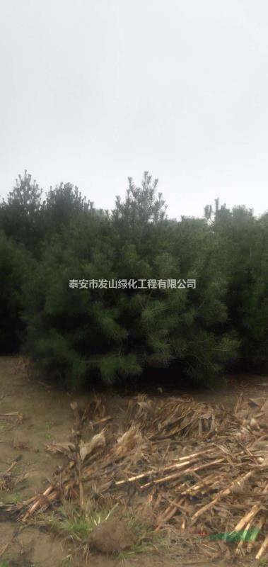 白皮松