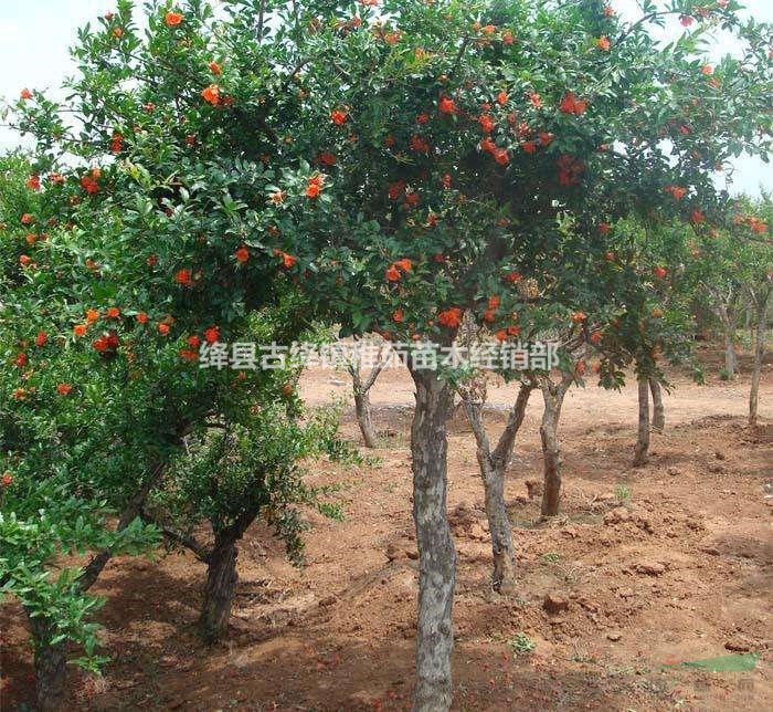 15公分石榴樹價格，綠化15公分石榴樹果園直供，量大