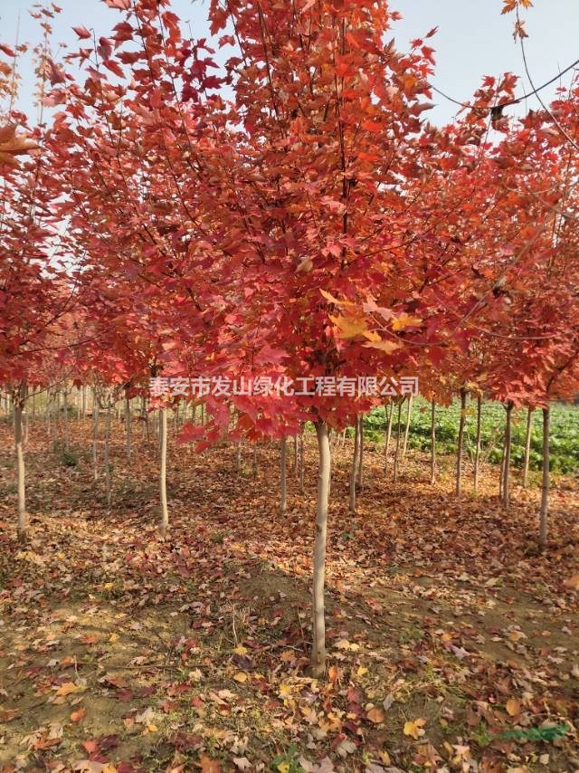 紅楓  美國紅楓